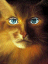 Avatar du membre