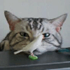 Avatar du membre