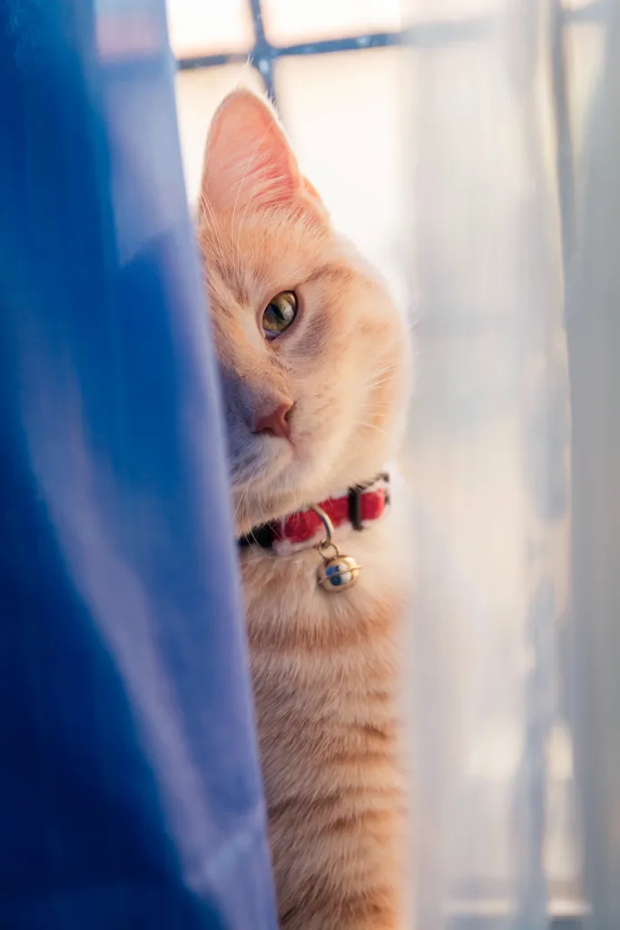 union du Chat