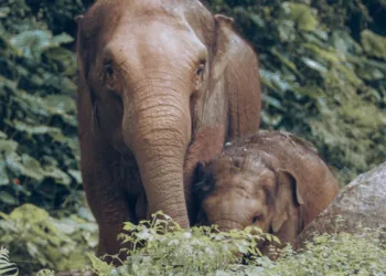 position union de l'éléphant