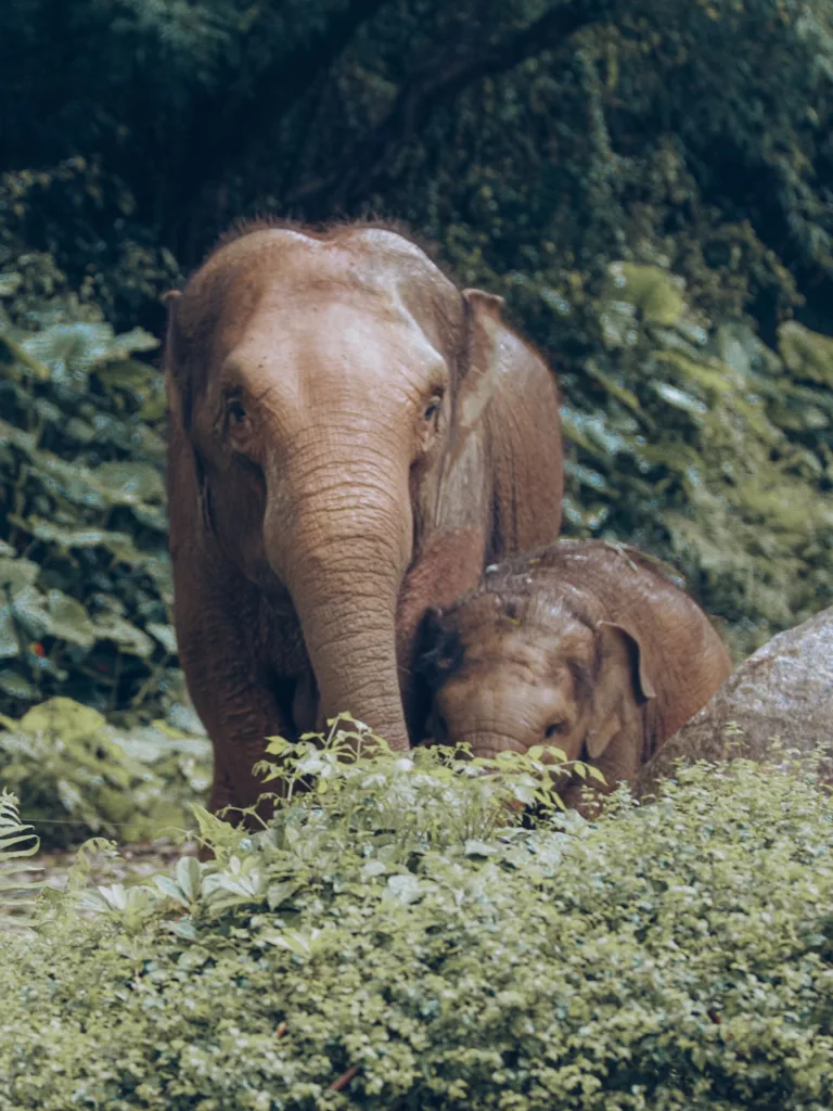 position union de l'éléphant
