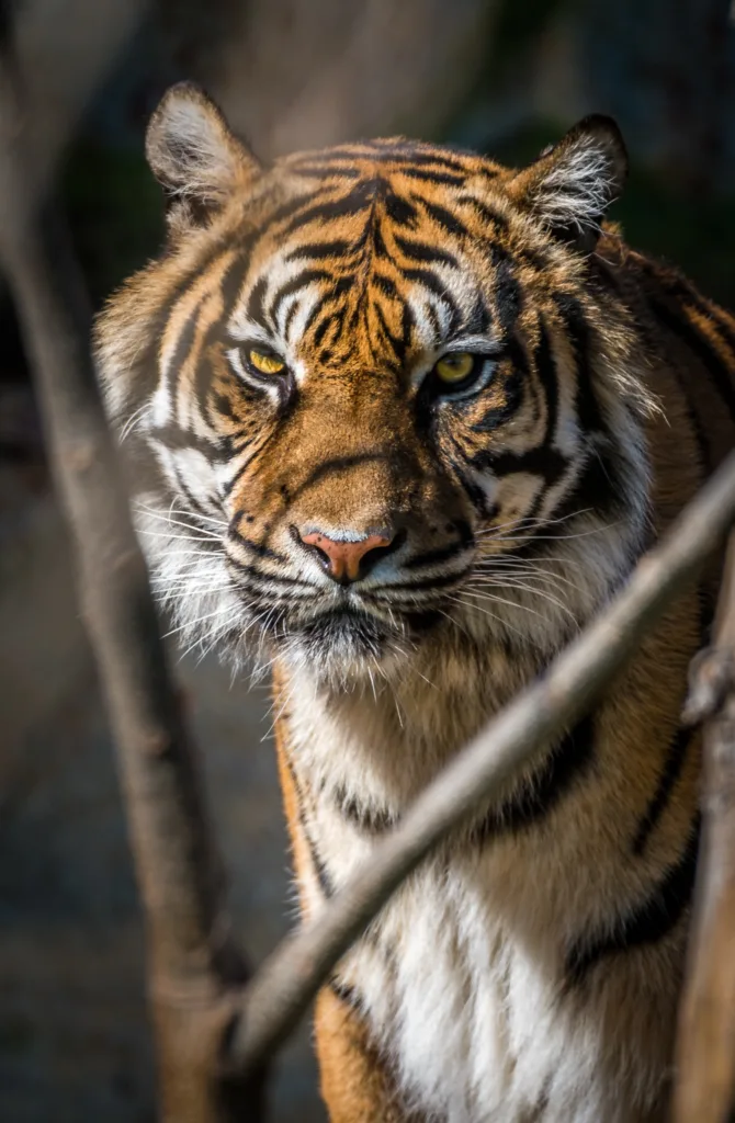 Position du tigre kamasutra